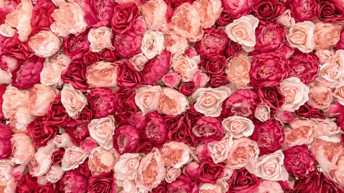 Red and pink roses in bloom