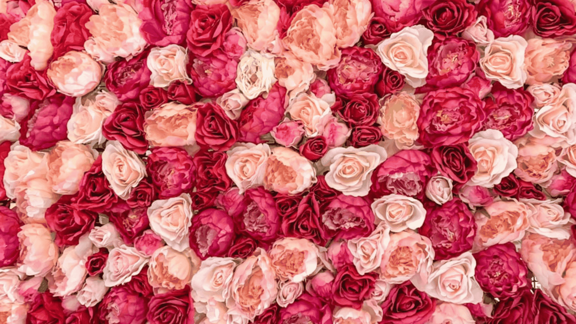 Red and pink roses in bloom