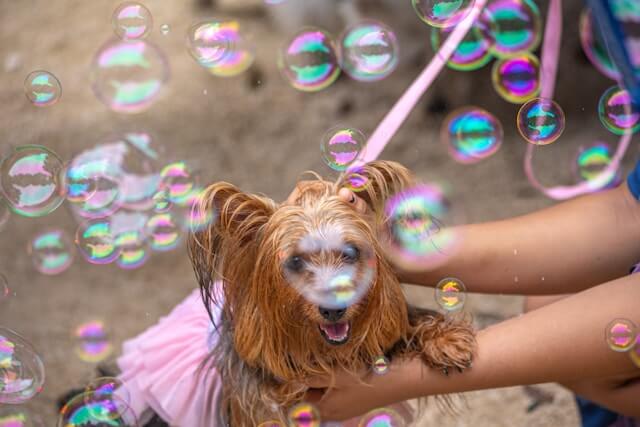 Dog with pink tutu and bubbles.