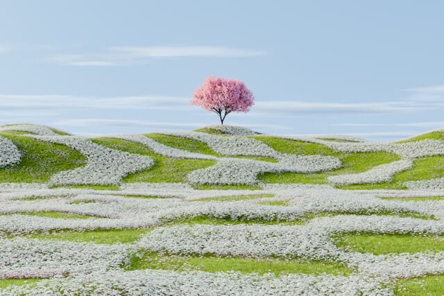 Spring Landscape, manicured grass and trimmed pink tree