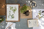Herbarium making setup with plants, paper, and tools on a textured surface.